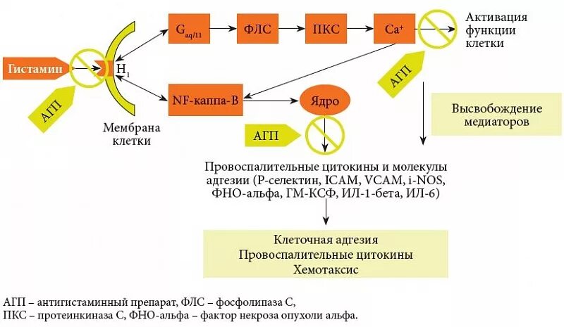 Активация функций через. Механизм действия антигистаминных препаратов схема. Н1 антигистаминные средства поколения. Механизм действия н1 гистаминовых рецепторов. Механизм действия антигистаминных препаратов 2 поколения схема.