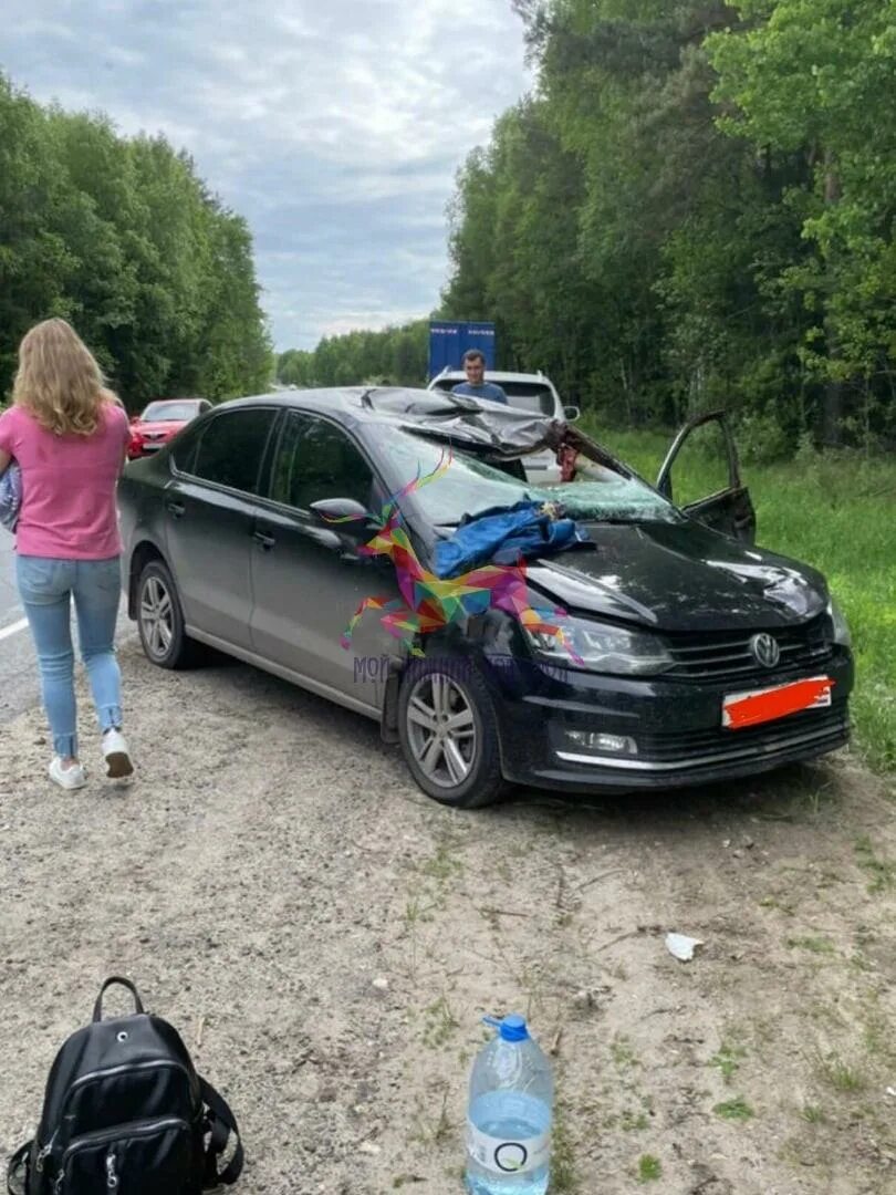 Лось на спиле. Сбили лося в Нижнем Новгороде.