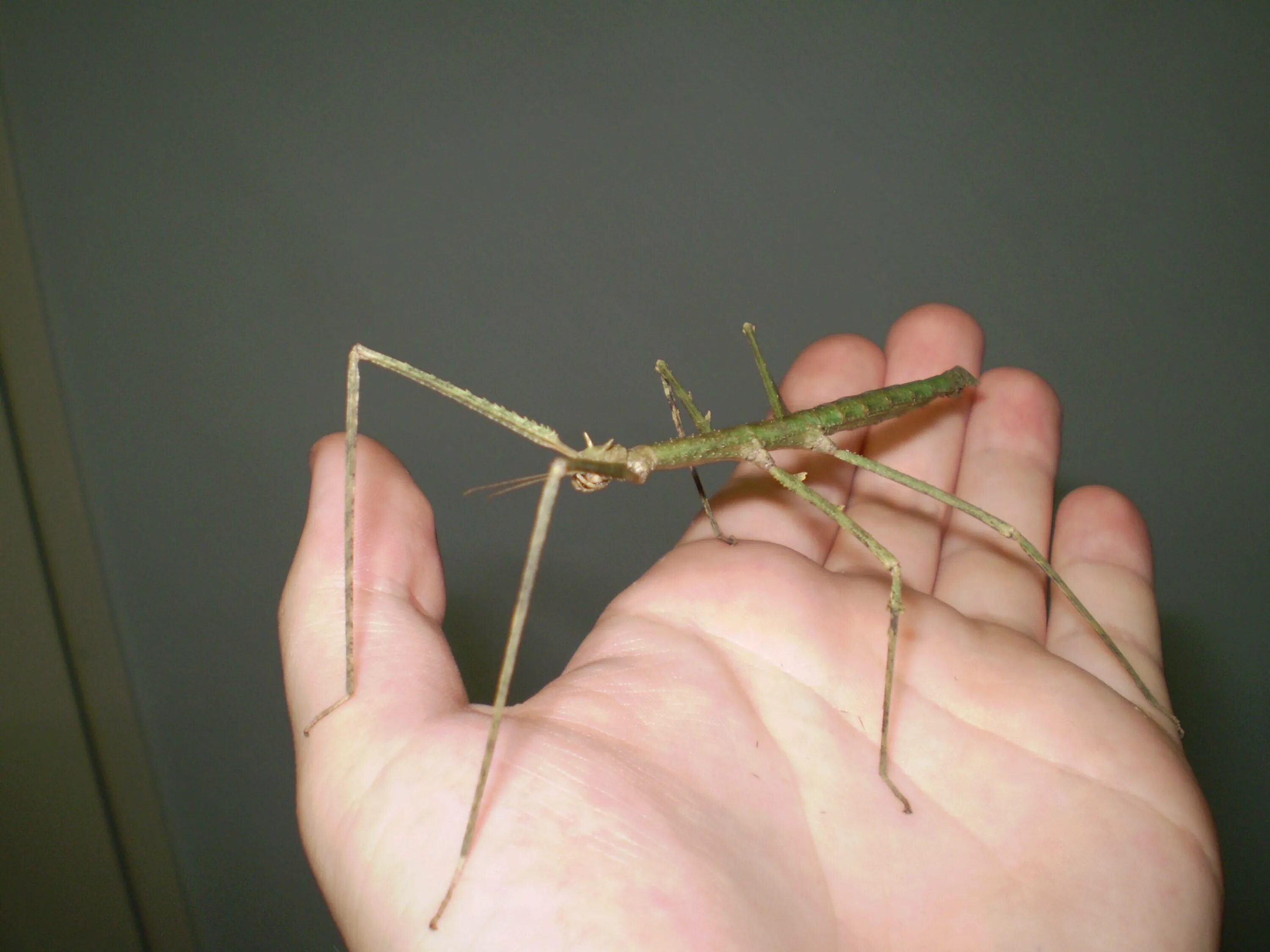 Палочник креоксилус. Аннамский палочник. Дальневосточный палочник. Жук палочник. Baculum extradentatum - аннамский палочник.