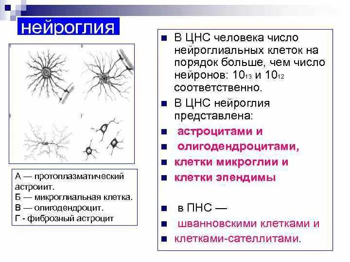 Нервная система нейроглия. Нейроглия строение и функции. Типы клеток нейроглии. Нейроглия строение.