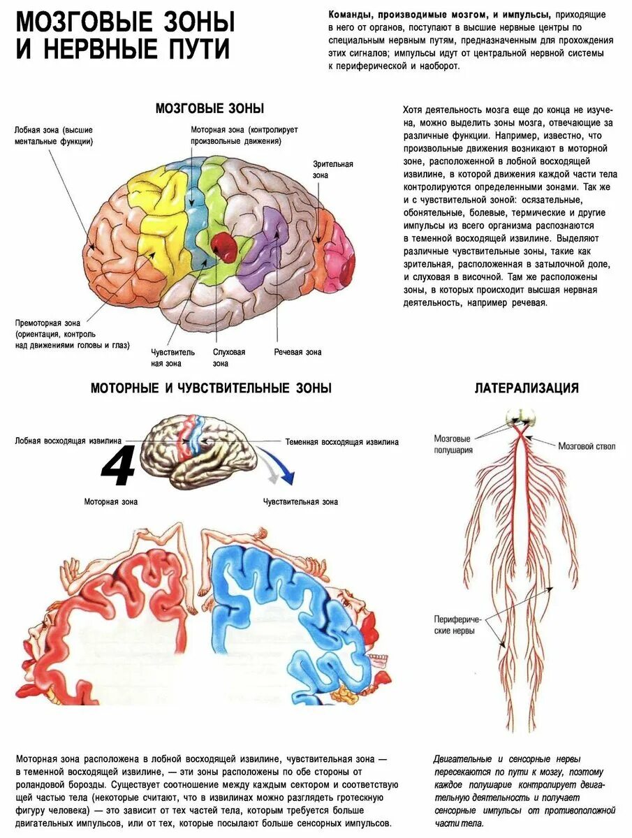 Основные центры мозга. Зоны головного мозга. Функции зон мозга. Часть мозга отвечающая за движение. Зоны мозга за что отвечают.