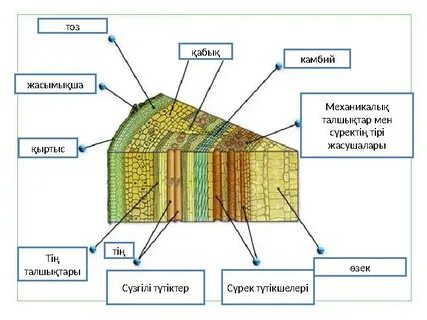 Еркекті жұдырықтау туралы форум
