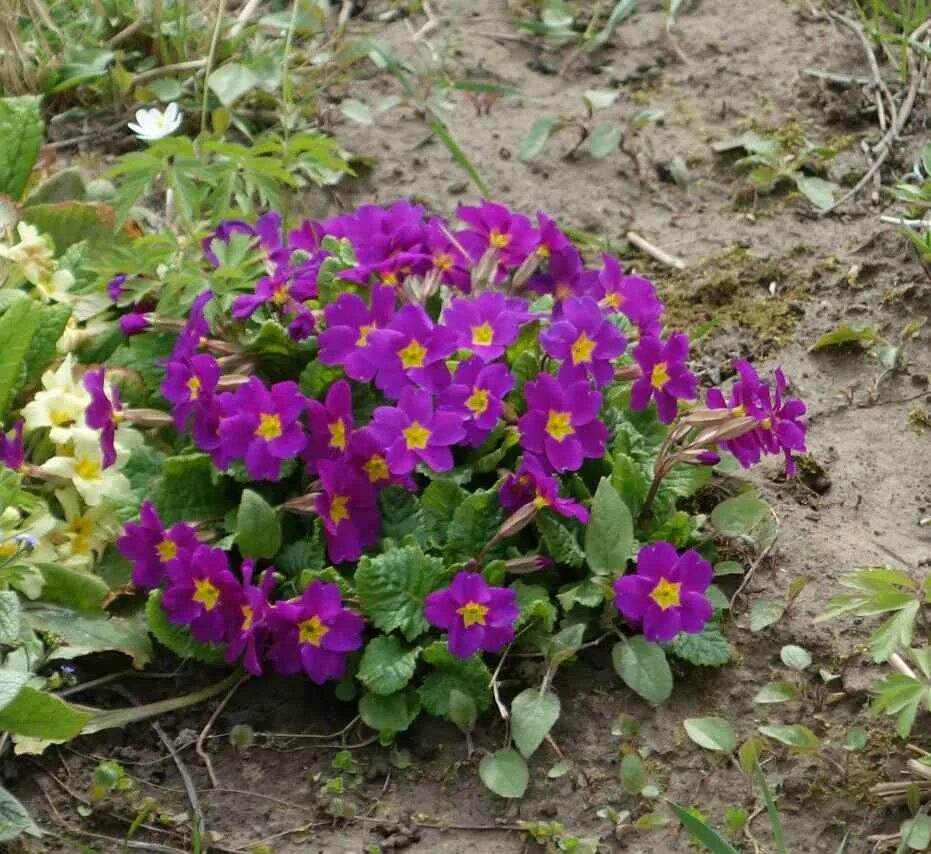 Примула можно ли высаживать в открытый грунт. Примула Садовая. Примула бесстебельная фиолетовая. Примула Садовая многолетняя. Примула обыкновенная бесстебельная.