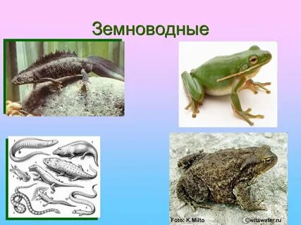 Какие животные земноводные 2 класс