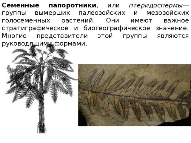 Семенные папоротники Голосеменные. Мезозойские семенные папоротники. Семенные папоротники переходная форма. Палеозойские семенные папоротники.