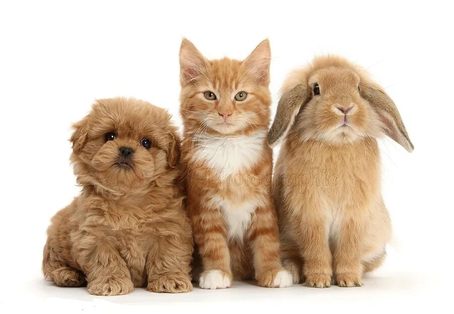 Собачки и кошечки. Кошка собака кролик. Милые домашние животные. Кролик и котенок. Котята новые объявления