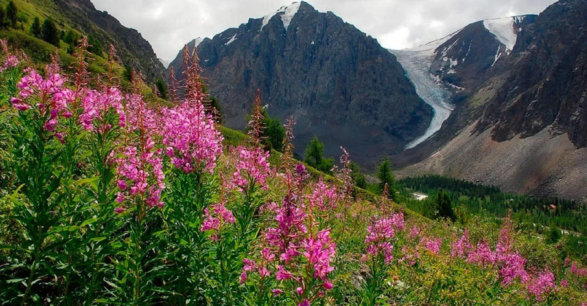 Кипрей горный. Золотые горы Алтая Альпийские и субальпийские Луга. Баргузинский заповедник кипрей горный. Растительный покров гор