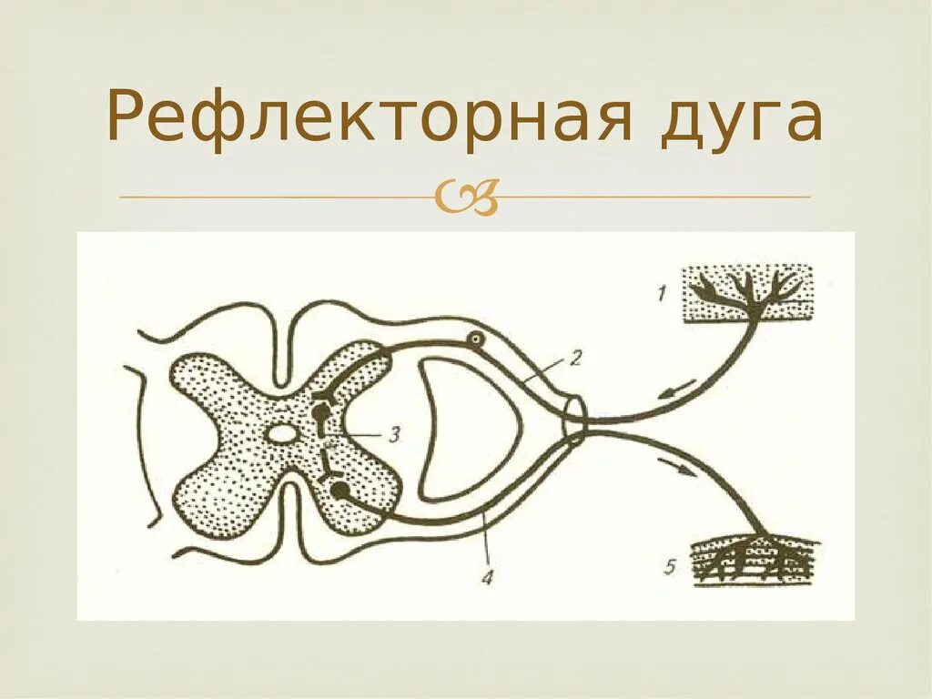 Нервный Импульс в рефлекторной дуге. Рефлекторная дуга рисунок 8 класс. Части рефлекторной дуги. Строение рефлекторной дуги. Участки рефлекторной дуги