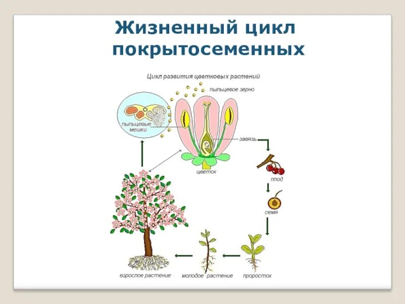 Жизнедеятельность покрытосеменных. Цикл развития покрытосеменных растений. Цикл покрытосеменных схема. Схема цикла размножения покрытосеменных. Цикл покрытосеменных растений схема.