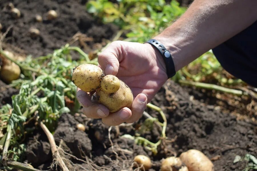 Почва урожай картофеля. Урожай картошки с сотки. Урожай картофеля с 1 га. Увеличить урожай картофеля. Урожайность картофеля с 1 га.