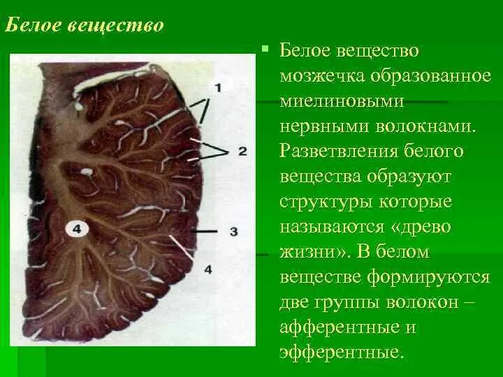 Серое и белое вещество мозжечка. Анатомические образования мозжечка. Белое вещество мозжечка образовано. Белое вещество мозжечка образовано. Средняя мозжечковая ножка.