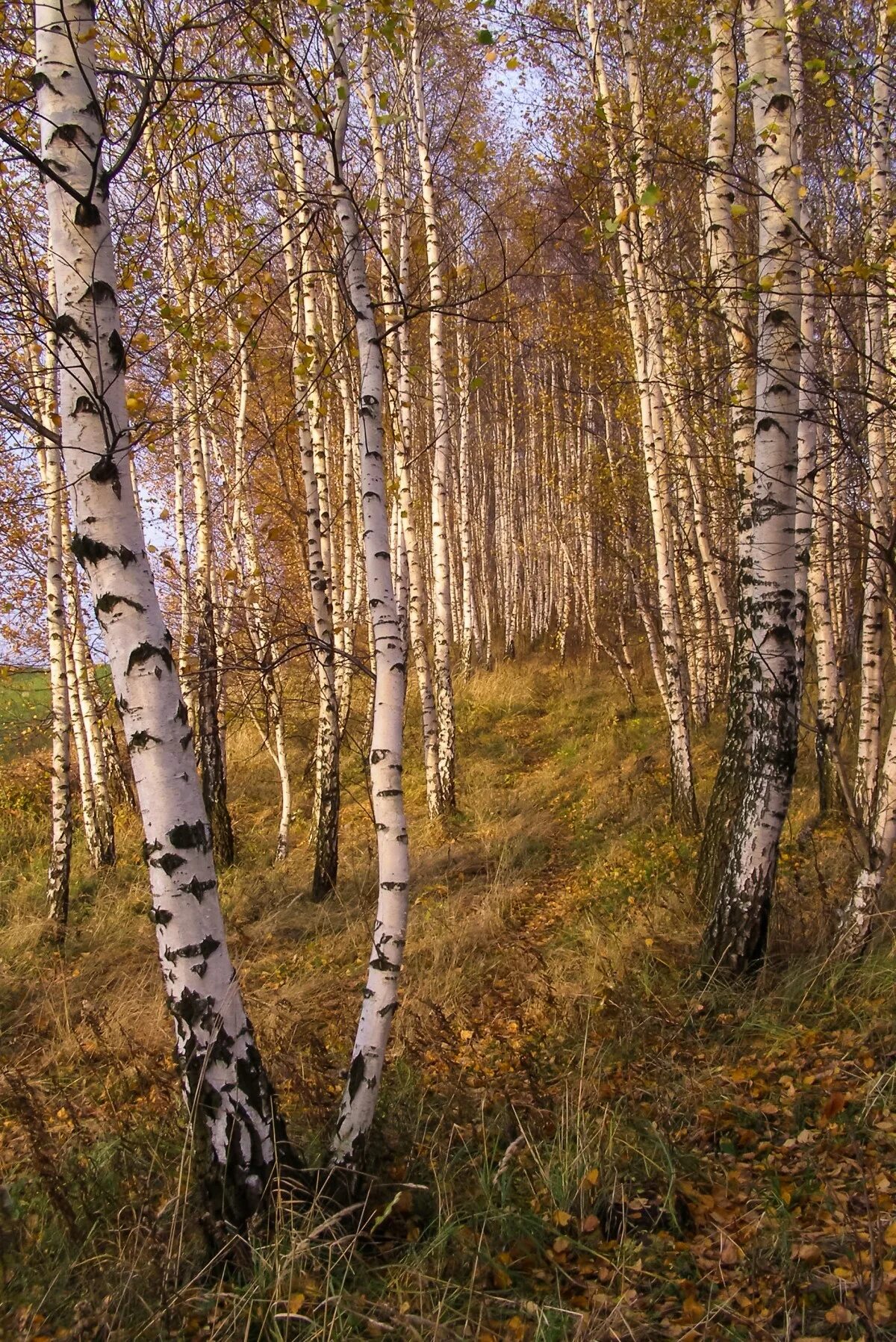 Березовая роща новокузнецк. Березовые леса канады. Березняк. Березовых рощ или рощь. Дпк ранис березовая роща.