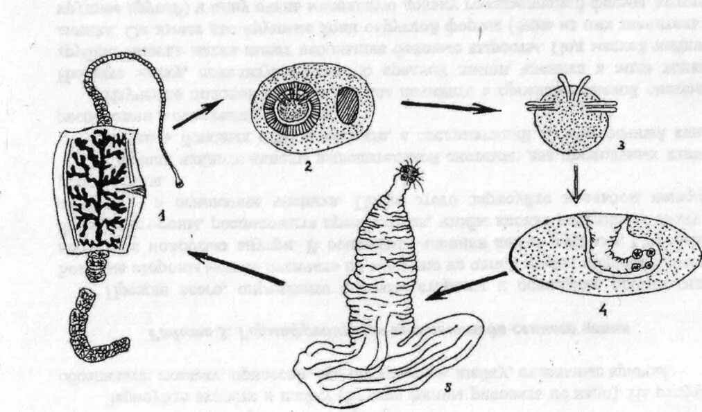 Стадия жизненного цикла червя. Бычий цепень цистицерк. Финна свиного цепня схема. Цикл бычьего цепня схема. Ленточные черви свиной цепень жизненный цикл.