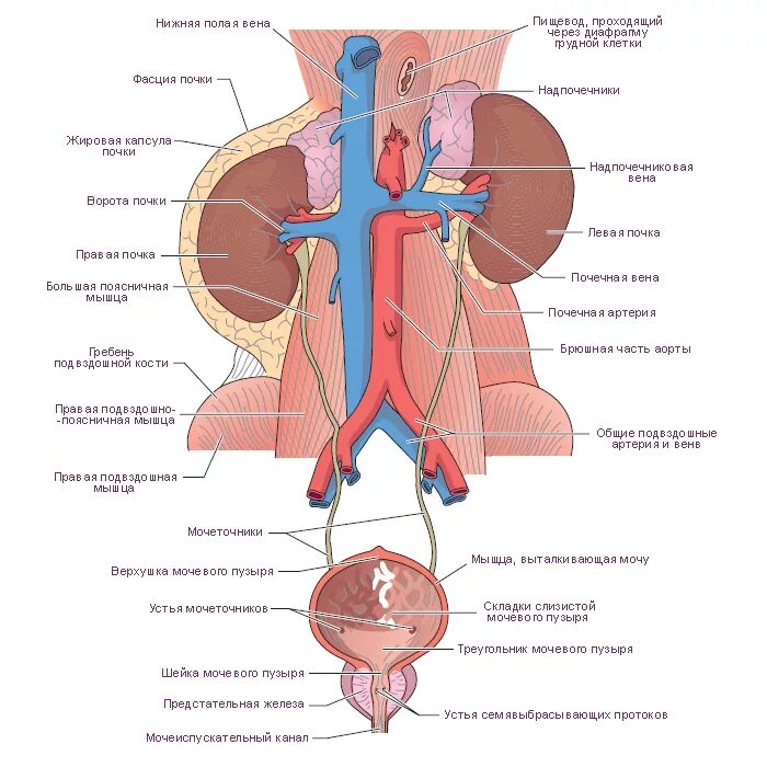 Фасции мочеполовой диафрагмы. Мочеточник система анатомия. Мужская мочевая система анатомия. Мочеточники схема анатомия. Строение мочеточника человека.