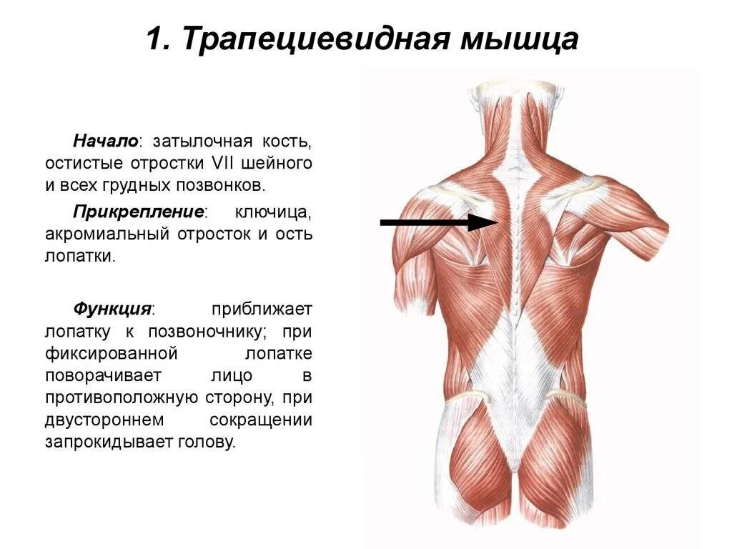 Трапециевидная мышца начало и прикрепление функции. Трапециевидная мышца (m. Trapezius). Трапециевидная мышца спины начало и прикрепление функции. Функции средней части трапециевидной мышцы.