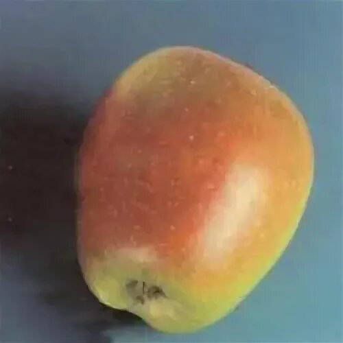 Вкусное яблоня