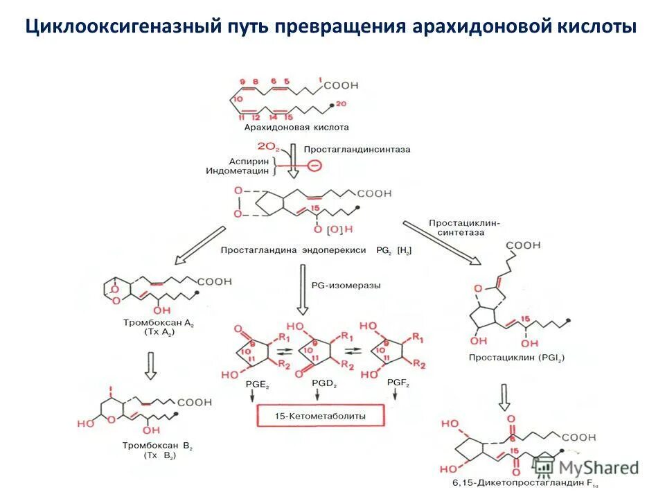 Биосинтез и расщепление