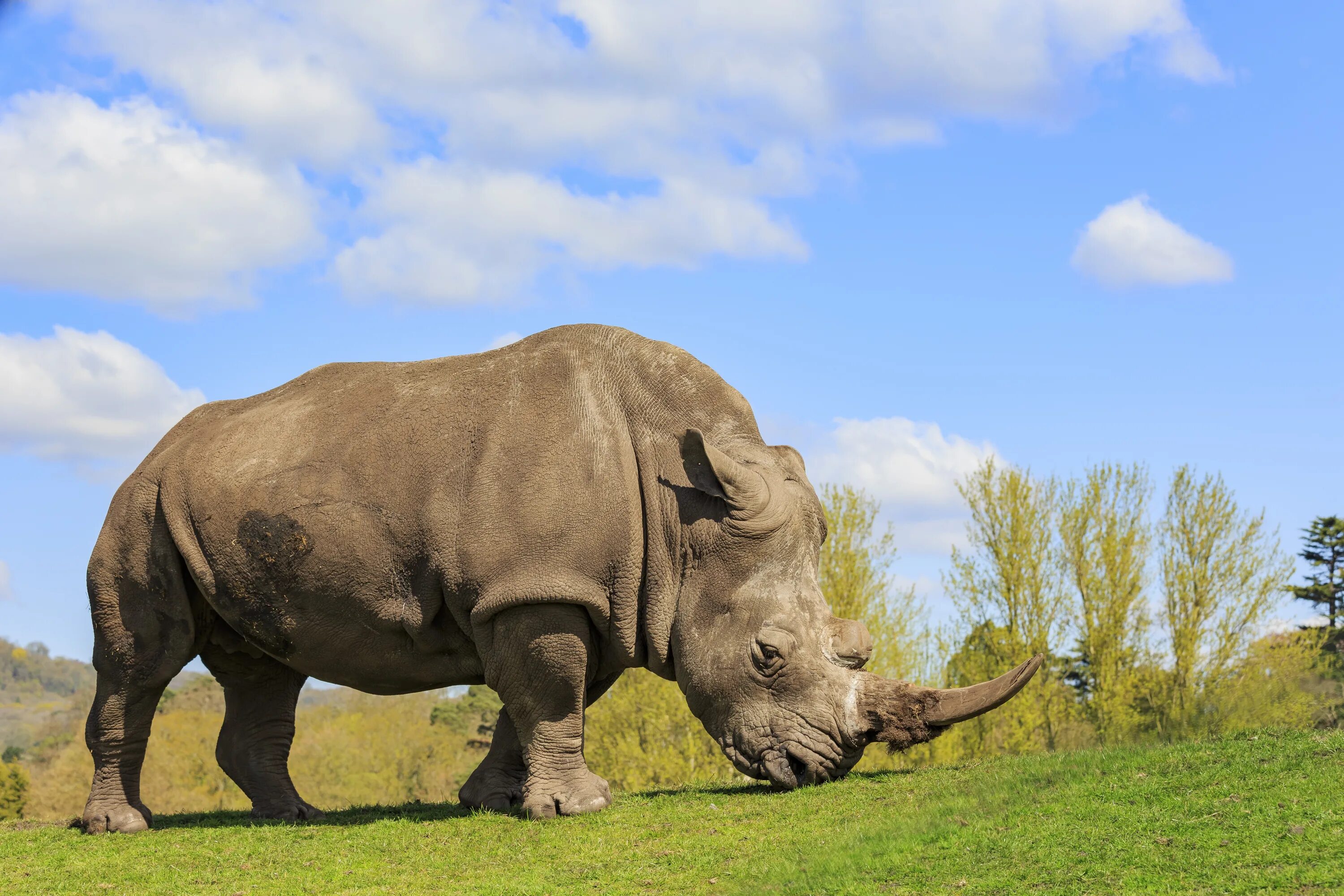 Rino. Яванский носорог. Носорог в Индии. Панцирный носорог. Индийский носорог (Rhinoceros unicornis).