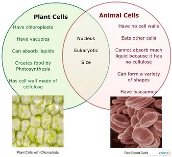 Many plant and animal