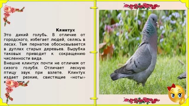 Клинтух вяхирь Горлица. Голубь Клинтух. Дикий голубь Клинтух. Клинтух и вяхирь разница. Что отличает голубей от других птиц