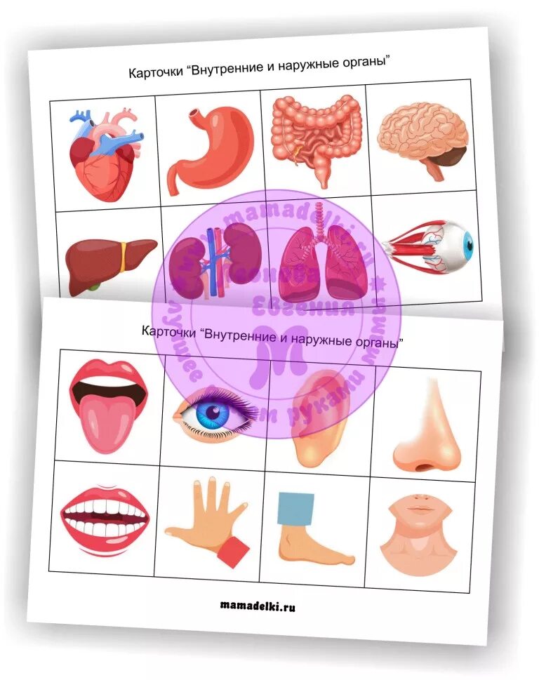 внутренние органы человека для детей. органы человека по отдельности. карточки своими руками для детей тело человека. внутренние органы человека задания для детей. карточки домана внутренние органы.