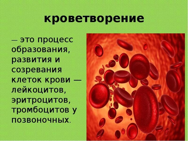 Заболеваниях крови уход. Процесс кроветворения. Процесс кроветворения у человека. Заболевания крови и кроветворных органов. Образование клеток крови.