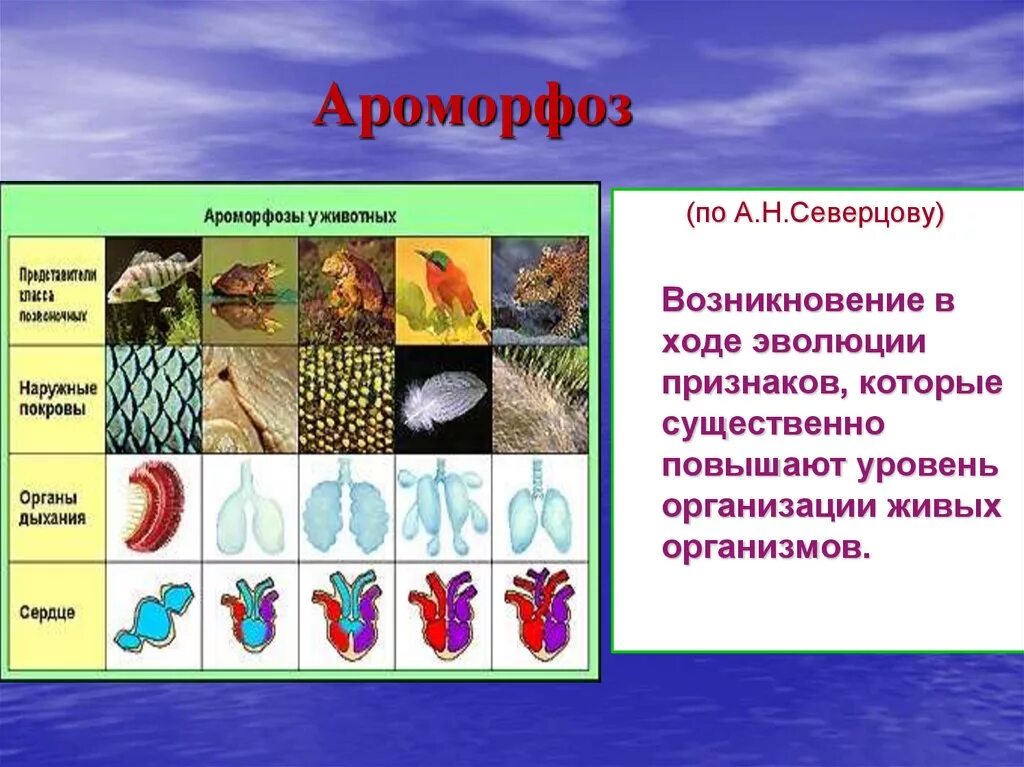 Ароморфоз крупные изменения в строении. Ароморфоз. Роморфозов. Ароморфоз это в биологии. Ароморфоз примеры у животных.