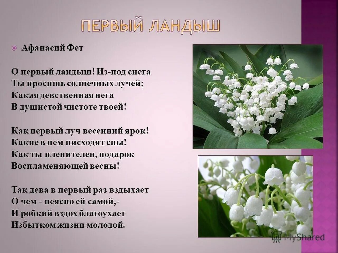 Первые весенние цветы стихи