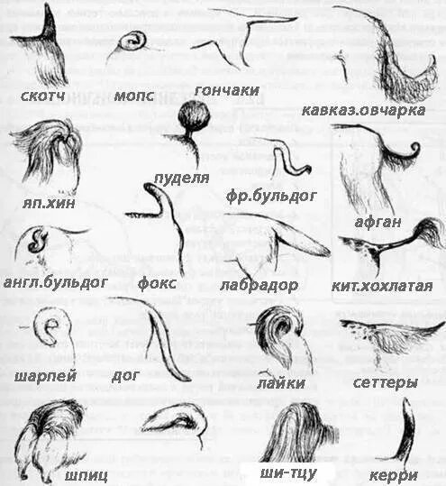 Хвост значение слова. Типы хвостов у собак. Форма хвоста. Хвосты разных животных. Форма хвоста собак виды.