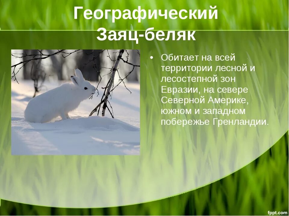 Зайцы беляки в какой природной зоне. Заяц Русак физиологический критерий. Географический критерий зайца беляка. Заяц Беляк природная зона.