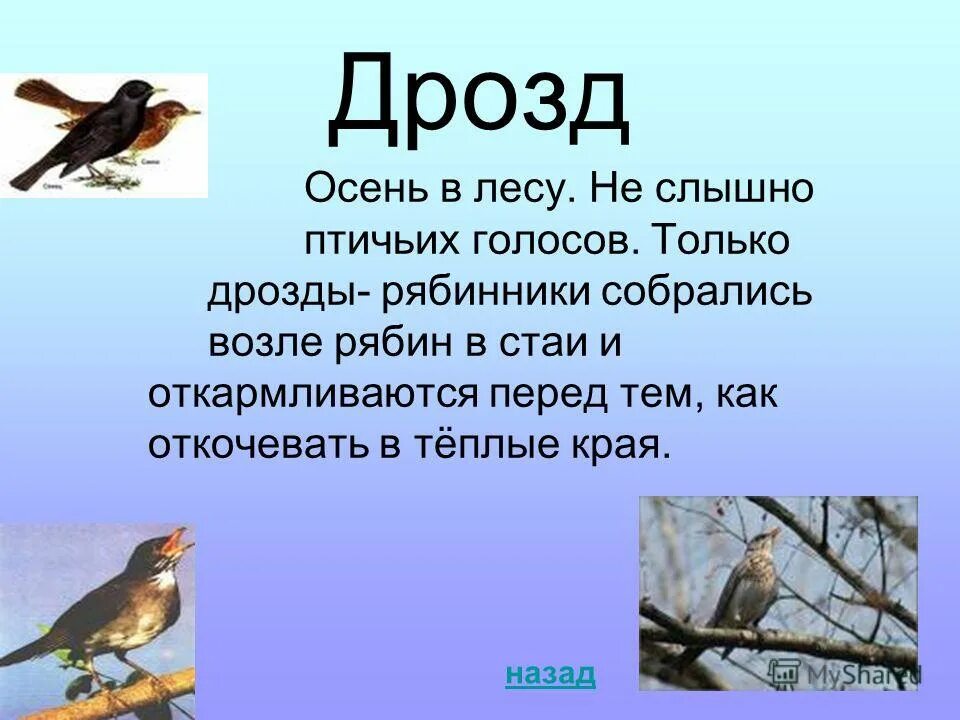 Голос в лесу стих. Дрозд картинка с описанием. Дрозд описание птицы. Сообщение про дрозда. Доклад про дрозда.