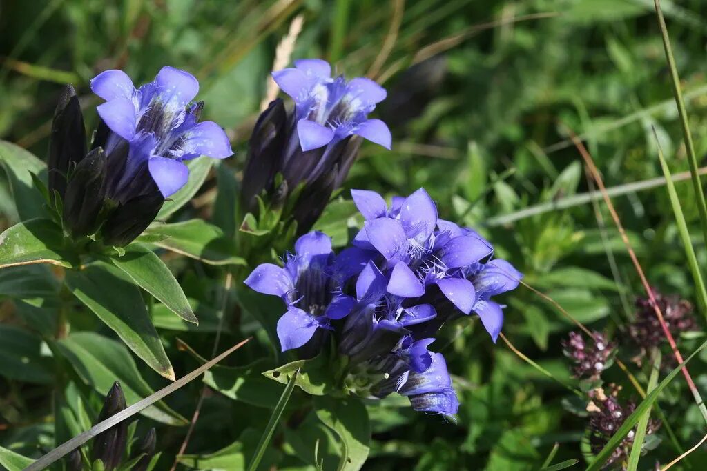 Горечавковые. Горечавка Gentiana septemfida. Горечавка семираздельная. Горечавка семираздельная / Gentiana septemfida var.. Горечавка семираздельная Кристи.