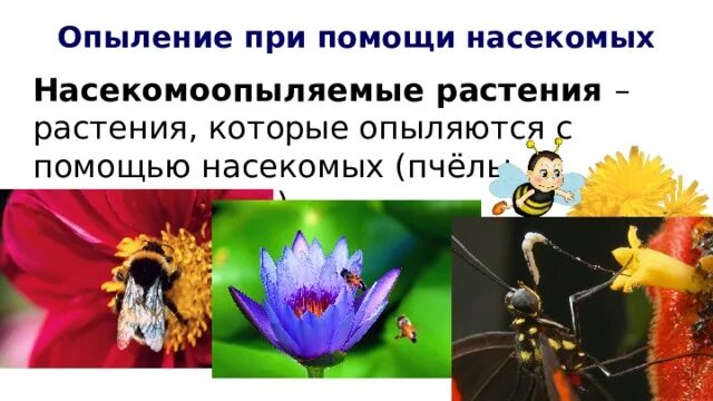 Какие растения опыляются с помощью ветра. Насекомоопыляемые растения. признаки ветроопыляемых и насекомоопыляемых растений. растения опыляемые насекомыми примеры. опыление с помощью насекомых.