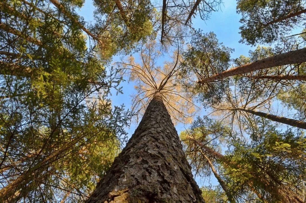 Tree 40
