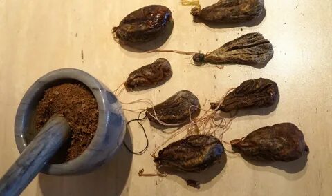 Секреты бобровой струи