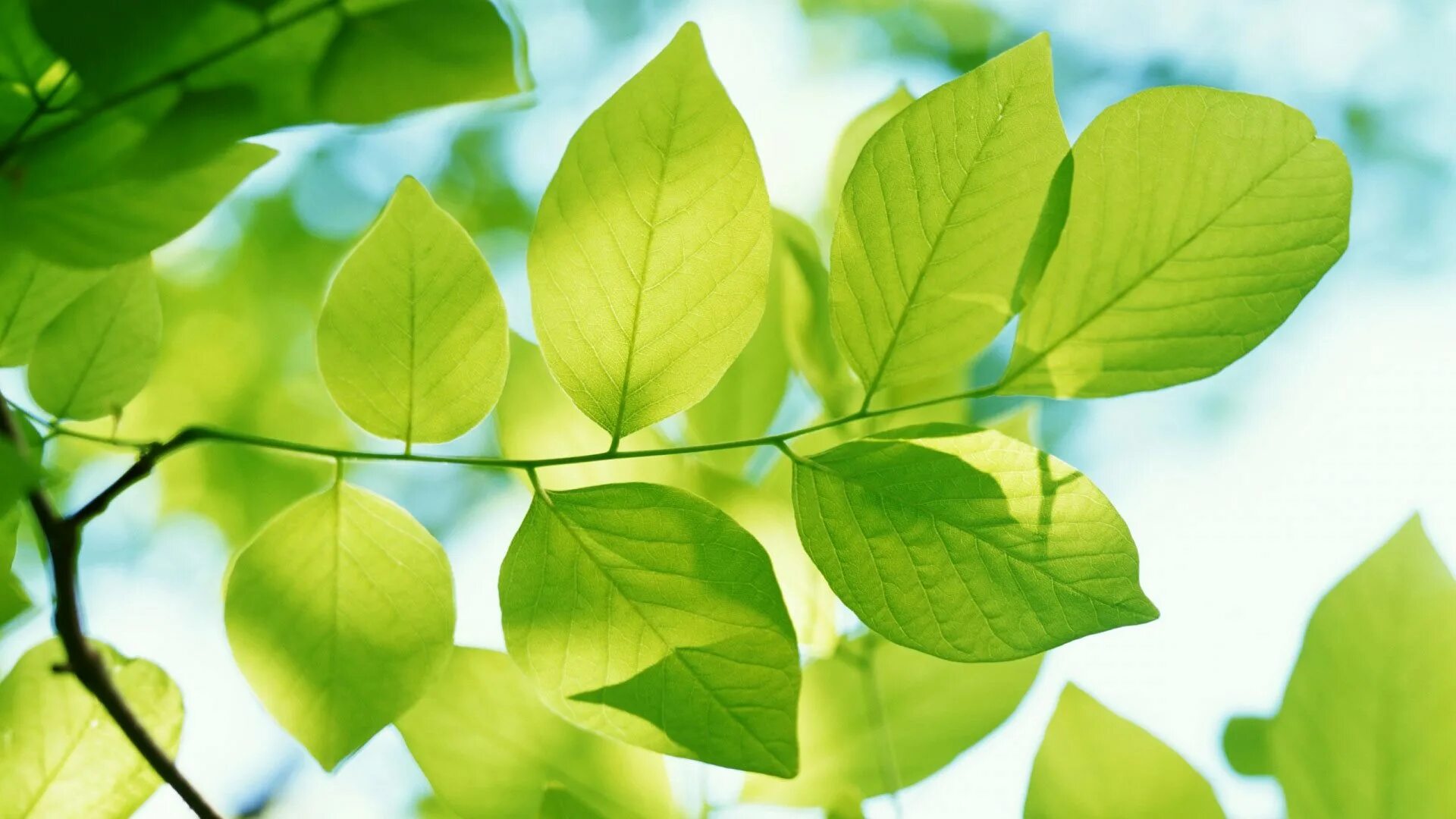 Листва. Tap leaves. Красивый зеленый. Tap leaves. Tap leaves.