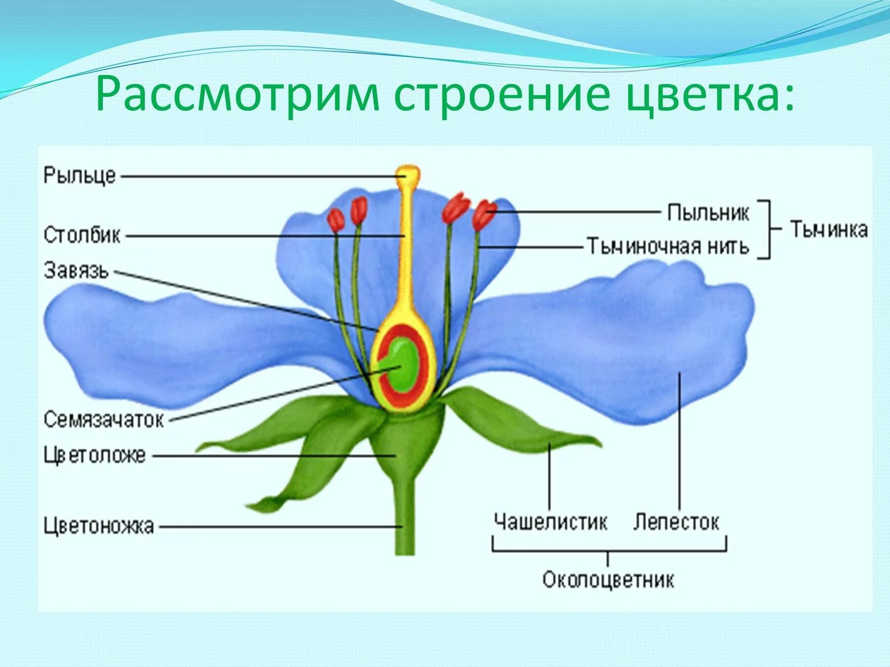 Тычиночная нить цветоножка завязь. Строение цветка чашелистик пыльник завязь. Строение цветка схема биология. Пыльник тычиночная нить рыльце. Строение цветка самостоятельная