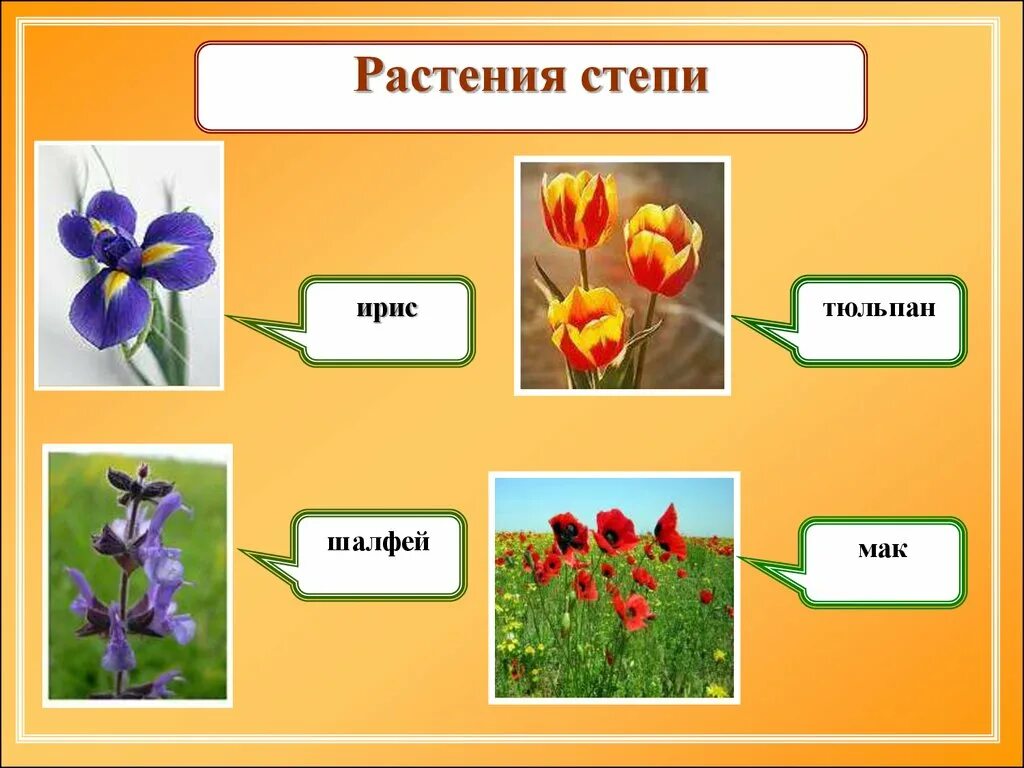 Растения степи. Растения Степной зоны. Какие растения растут в степи. Растения растущие в степи. Какие травы в степи