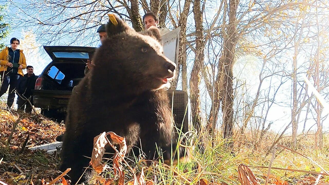 Видео новости медведи. Медведь в твери. Видео новости медведи. Лунный медведь приморье. Московский зоопарк белый медведь диксон.