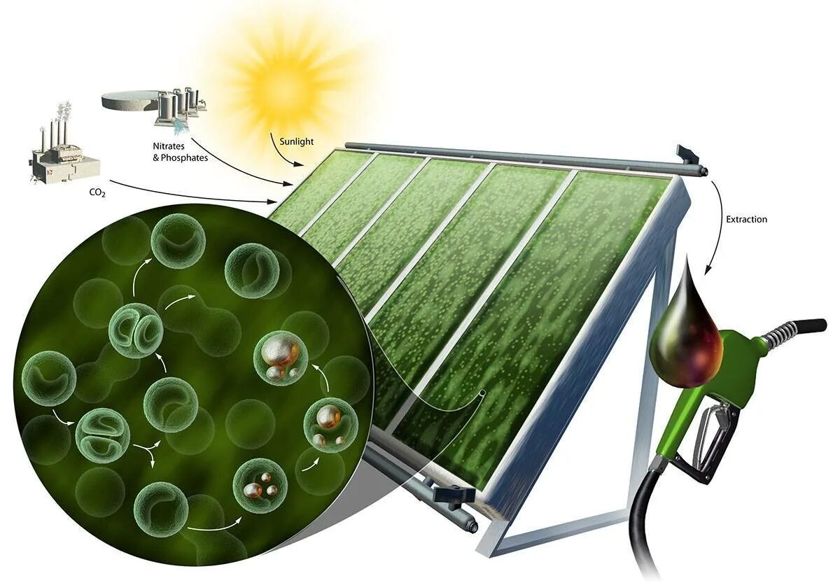 Биотопливо «4·BIOFIRE». Альтернативные источники энергии биотопливо. Микроводоросли биотопливо. Энергия из водорослей биотопливо.
