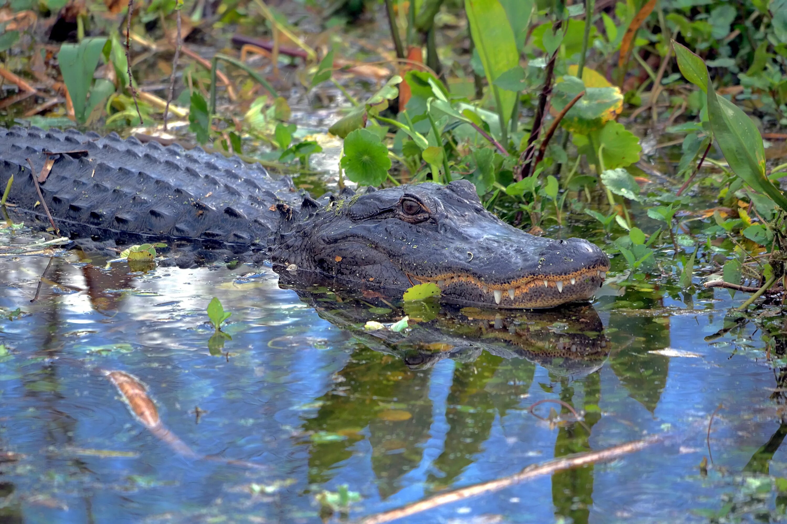 Болотный крокодил. Магер крокодил. болотный крокодил (crocodylus palustris). никольский крокодил. индийский крокодил магер.