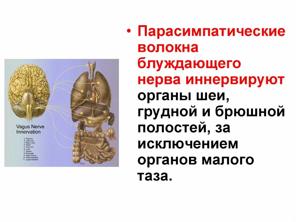 Парасимпатические волокна иннервируют. Парасимпатическая иннервация поджелудочной железы схема. Назовите центры ядра вегетативной нервной системы. Вегетативная нервная система парасимпатическая иннервация. Постганглионарные парасимпатические волокна медиатор.