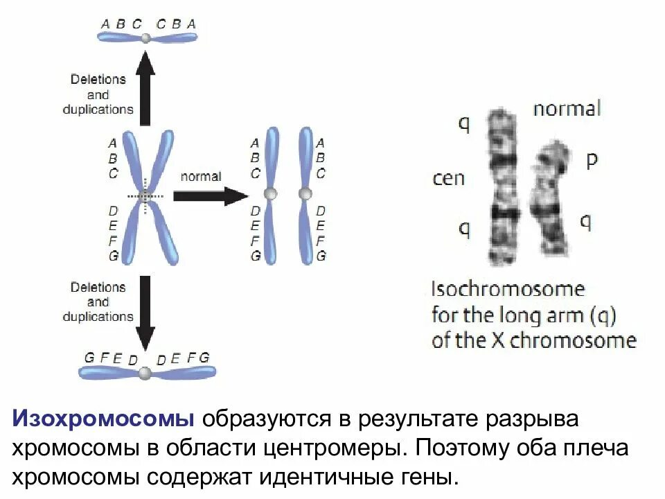 Кольцевая хромосома 1. Как выглядит хромосома. Разрыв хромосомы. Центромеры хромосом. Транслокация хромосом.