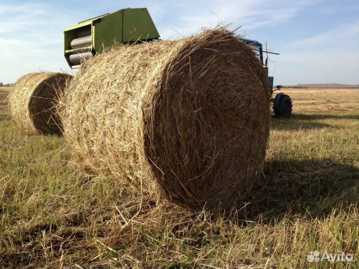 Солома в рулонах. Сено в рулонах. Сено в рулонах на поле. Сено в рулонах 350кг.