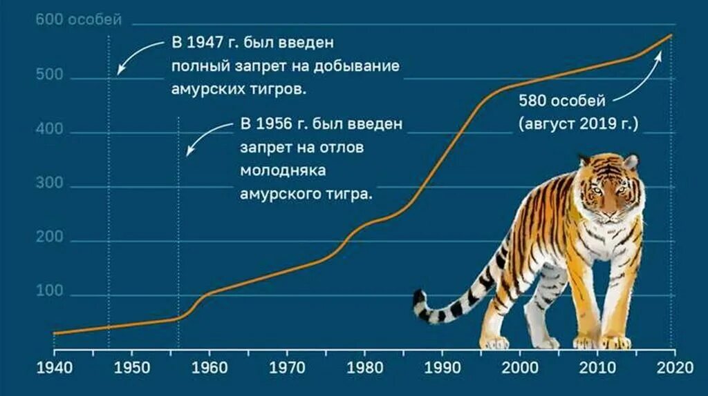 Амурский тигр численность 2021. Численность популяции Амурского тигра. Амурский тигр численность 2022. Численность Амурский тигр в России по годам таблица.