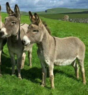 HD алаяқтық порно онлайн