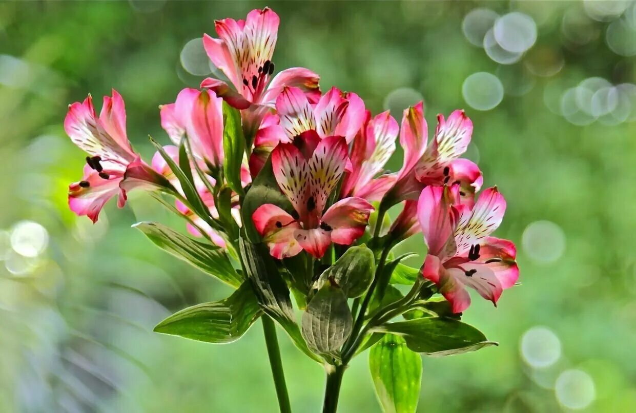 Альстромерии. Лилия инков альстромерия. Альстромерия (Alstroemeria). Альстромерия Гарда Вистлер. Перуанская Лилия альстромерия.