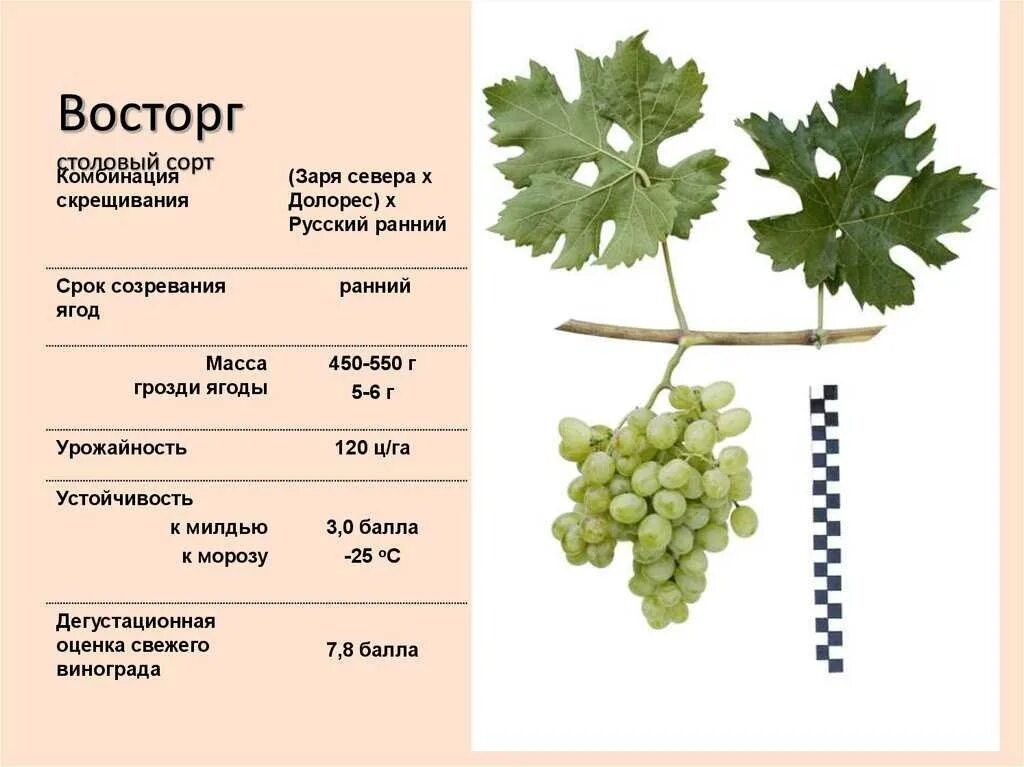 Тип листа винограда. Виноградный сорт шардоне. сорт винограда по листу. шардоне сорт винограда характеристика. сорта винограда таблица.