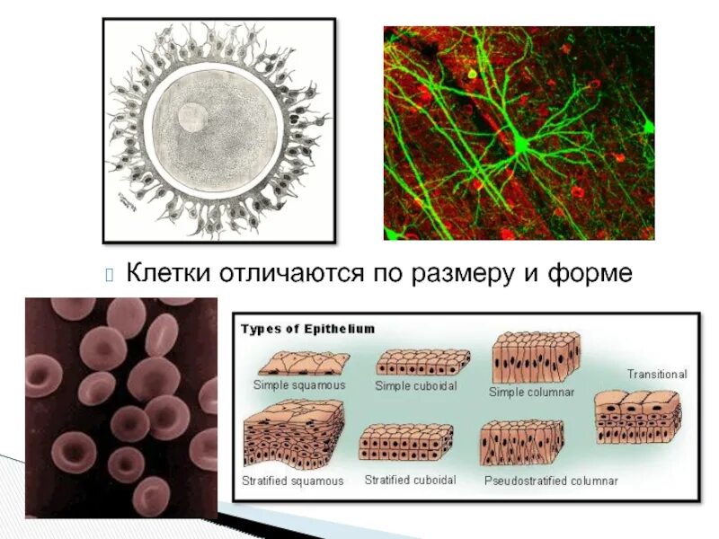 Клетки отличаются размером
