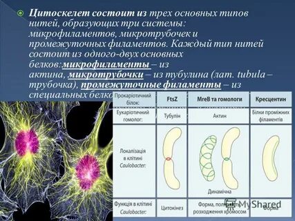 Цитоскелет в клетках животных состоит из белка